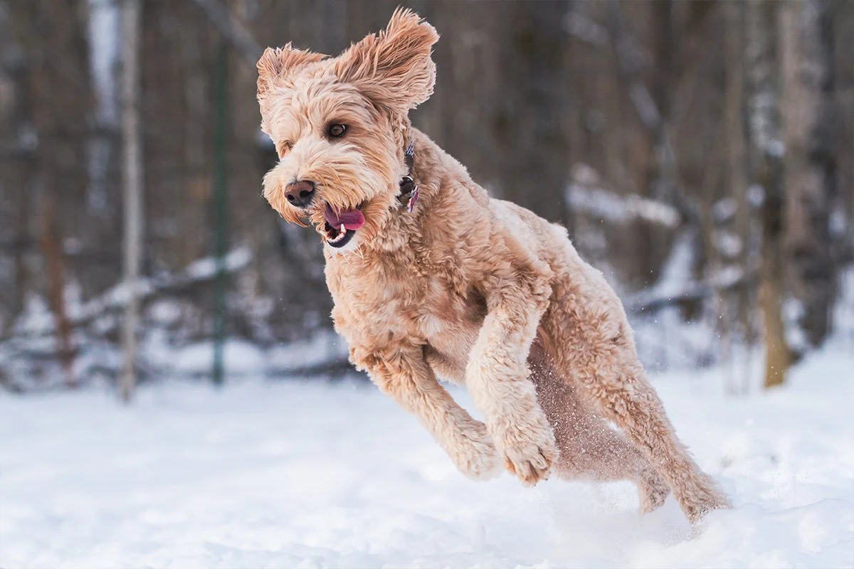 Is Your Pet Drinking Enough Water in Winter Why Hydration Still Matters
