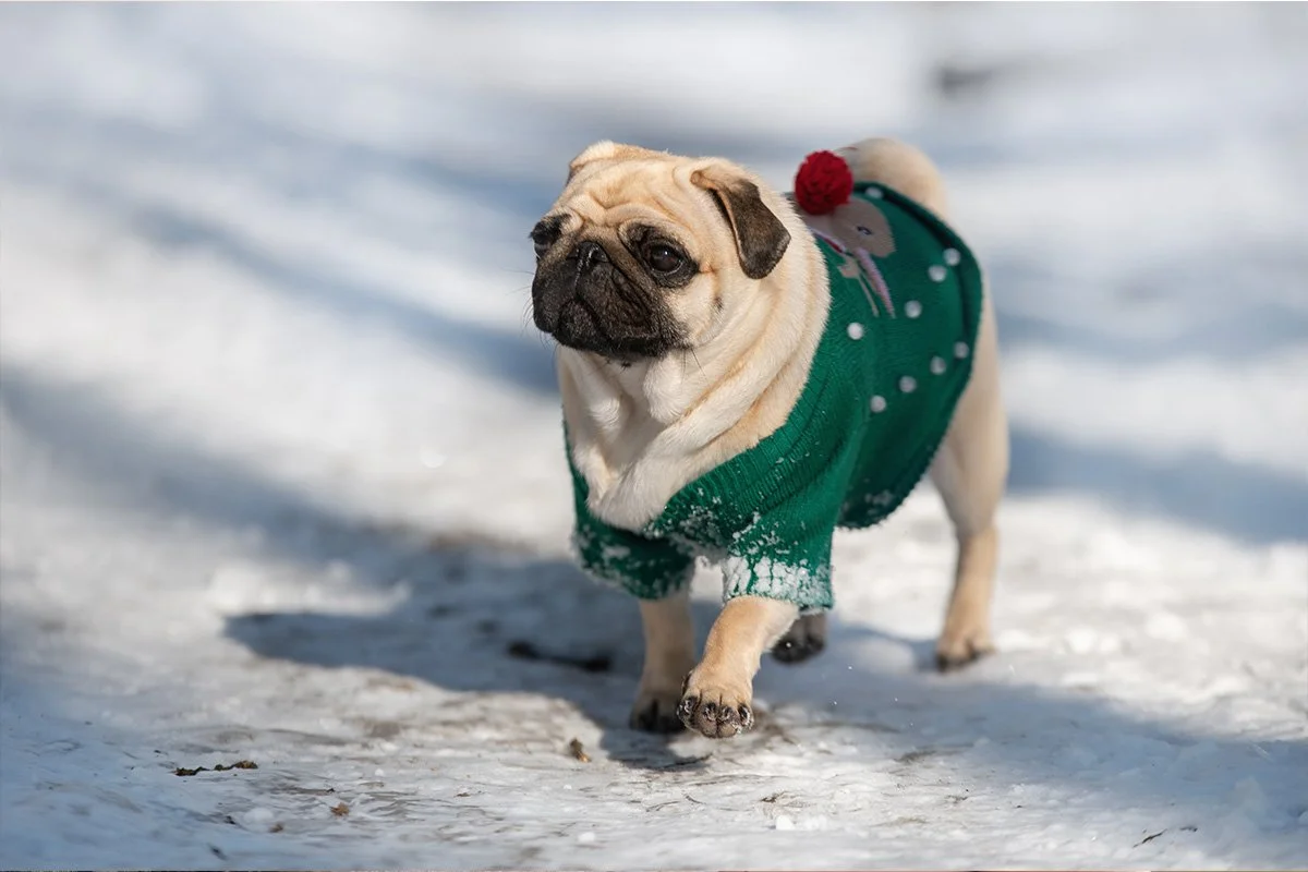 Winter Pet Grooming Myths: Why Skipping Appointments Can Cause Problems