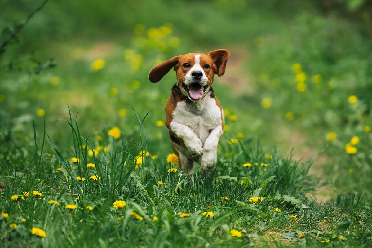 What “Healthy” Looks Like for Pets at the End of Winter