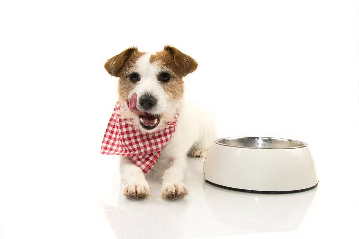 Wet Food vs Dry Food: Does It Really Matter?