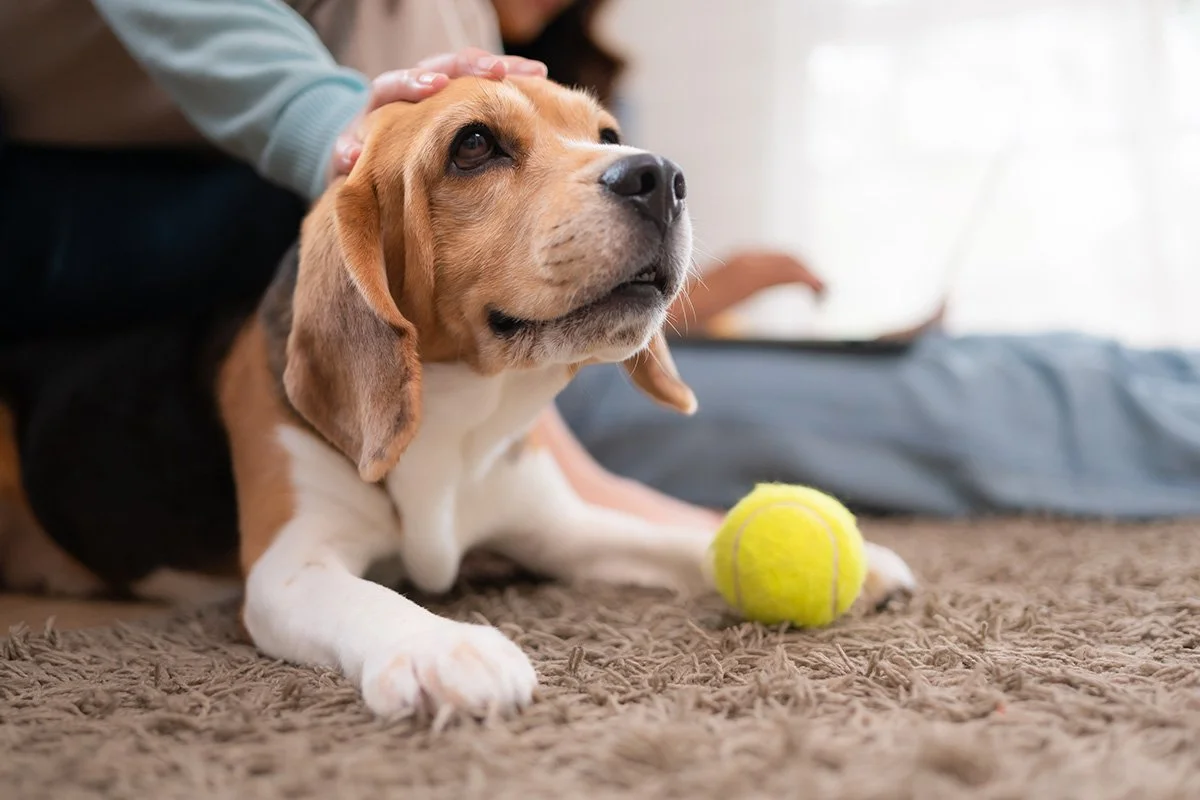 Signs Your Pet May Need Joint Support