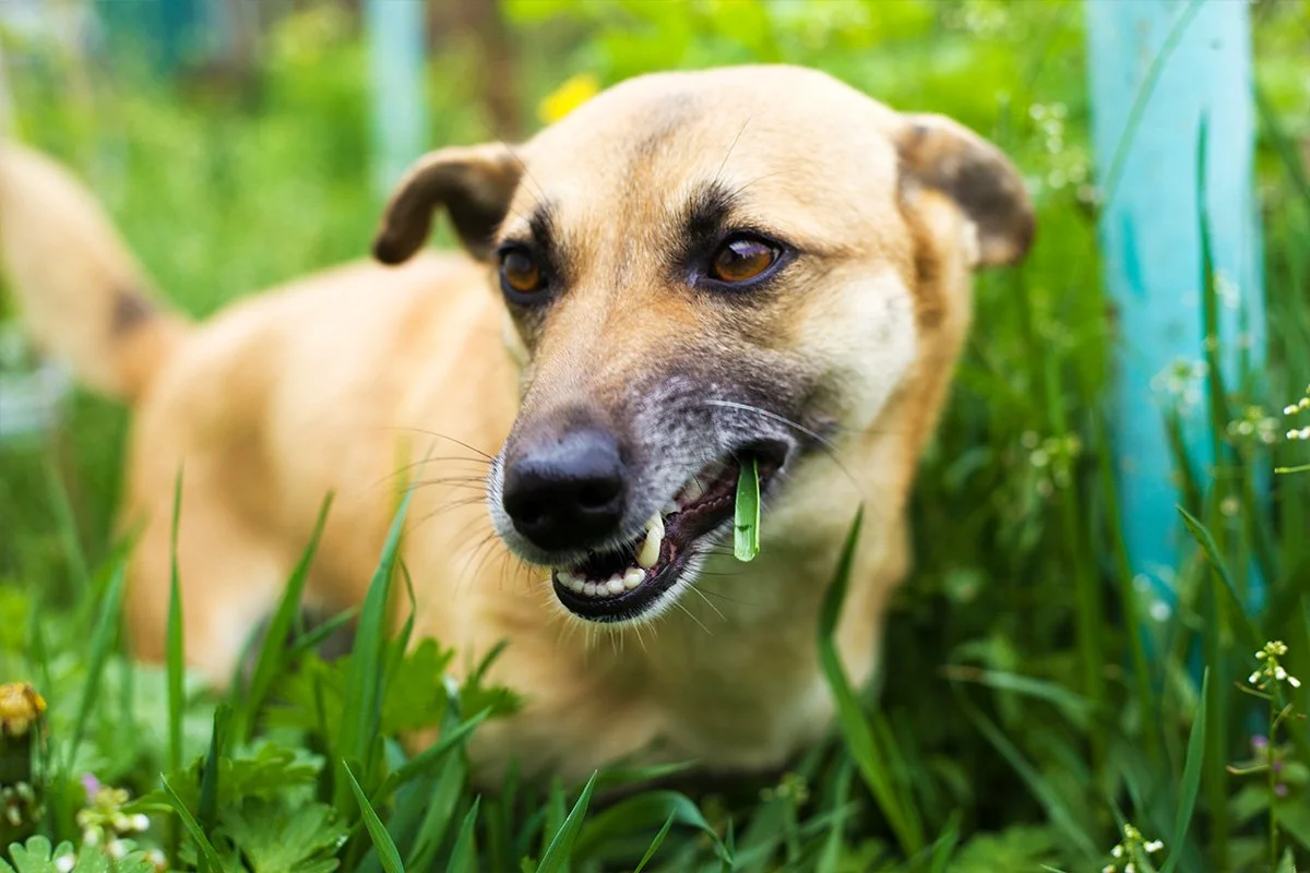 Why Is My Dog Eating Grass? Common Reasons and When to Be Concerned
