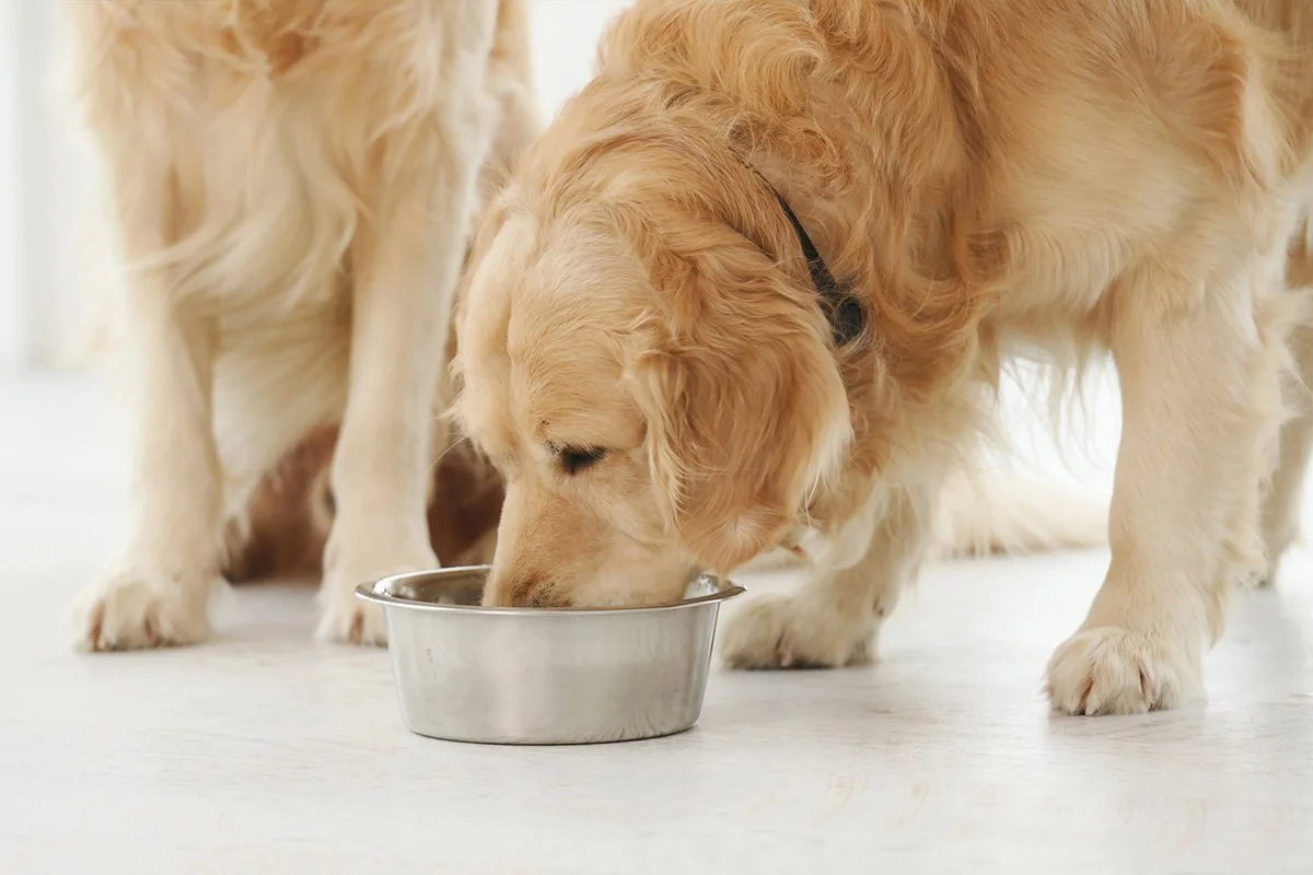Why Does My Dog Eat So Fast? And Should You Slow Them Down?