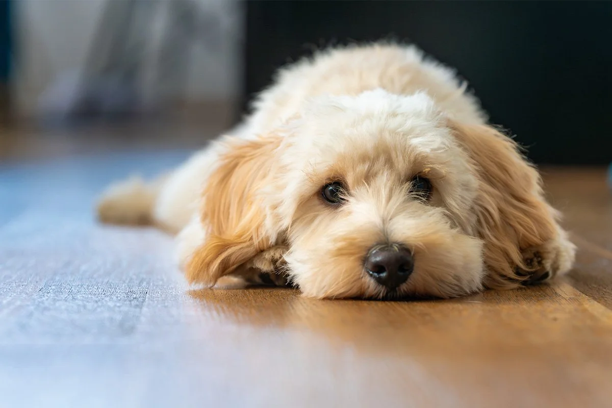 That Strange Snorting Sound: What Reverse Sneezing Looks Like in Dogs