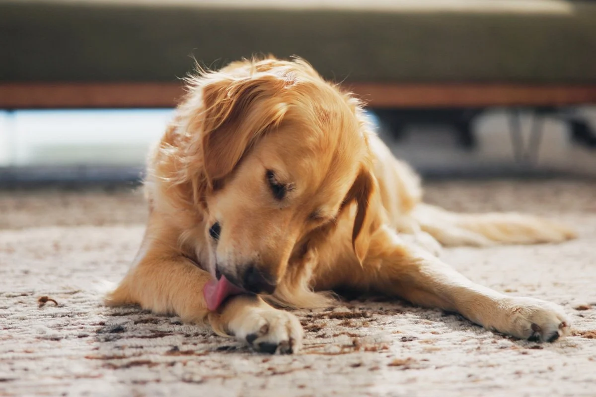 Why Does My Dog Keep Licking Their Paws? Common Causes and What to Look For