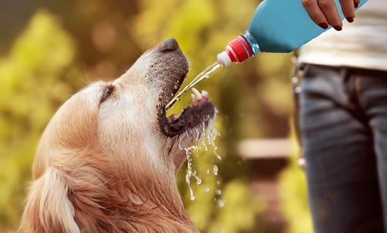 How to Keep Dogs Hydrated: Is Your Dog Getting Enough Water?