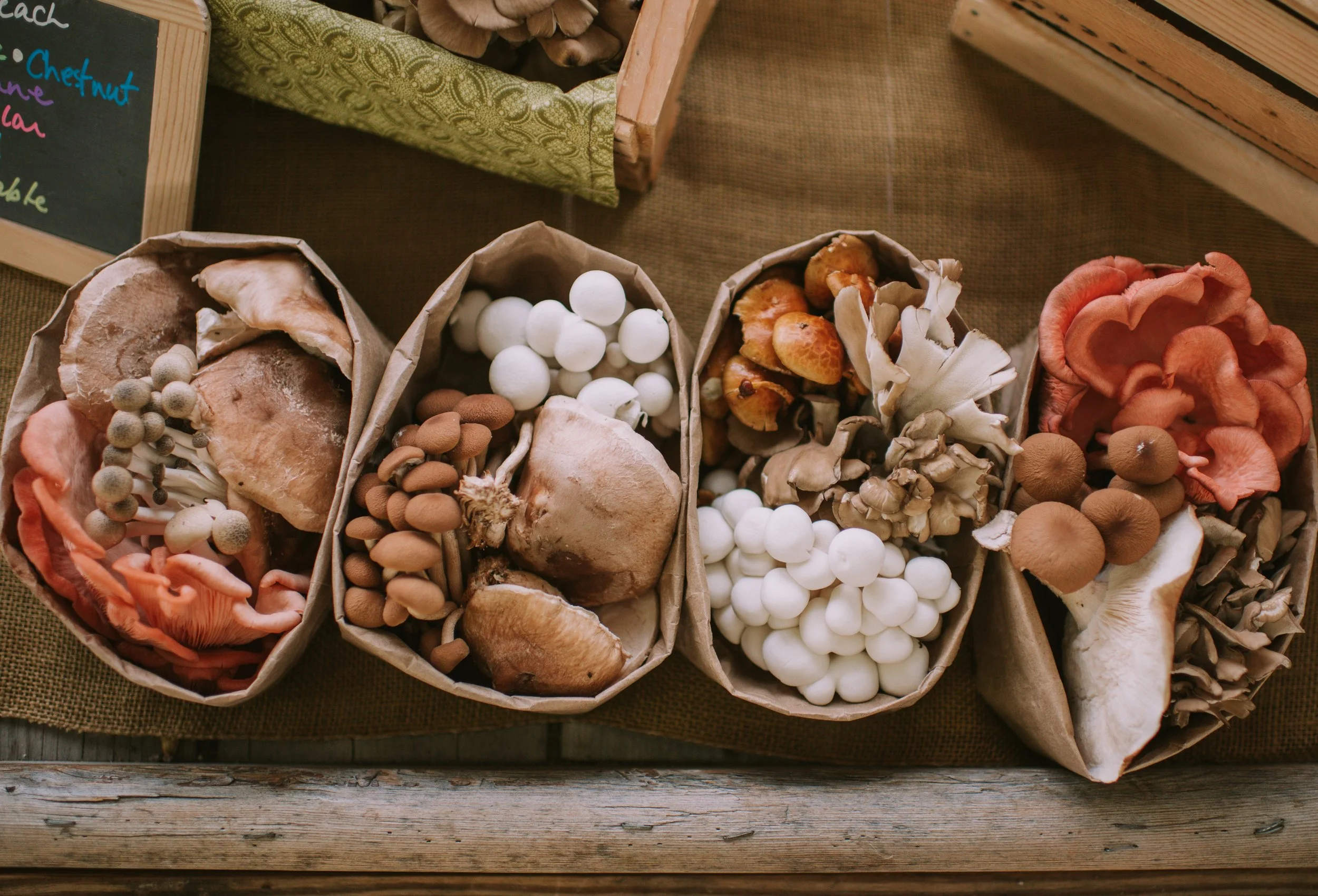 Foraging for Flavor with Mycophile’s Garden