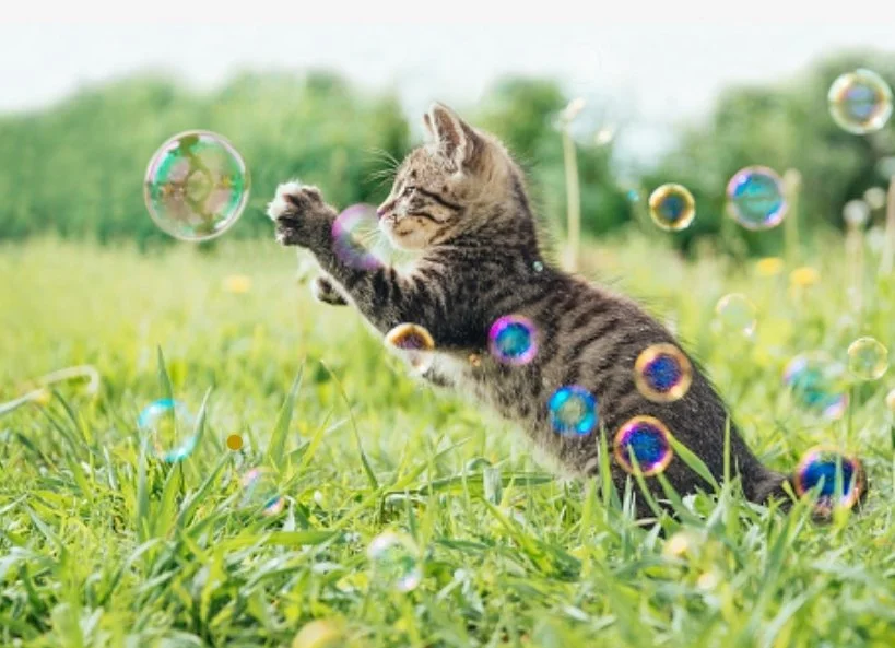 What is Mental Enrichment?