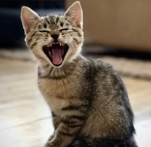 FUN FACTS about our Feline Friends