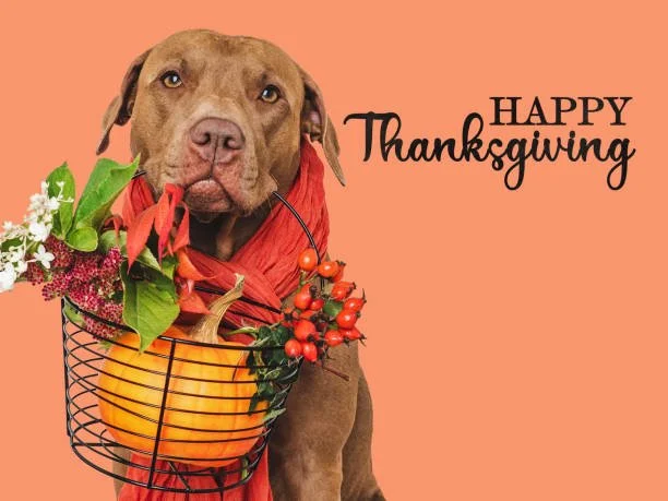 And Now We Feast.....Safely, Avoiding Toxic Foods on Thanksgiving