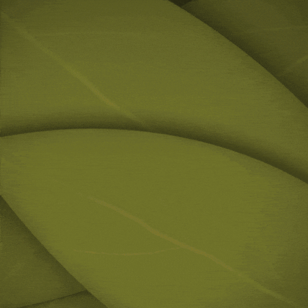 The-Food-Explorer-Nectarine.gif