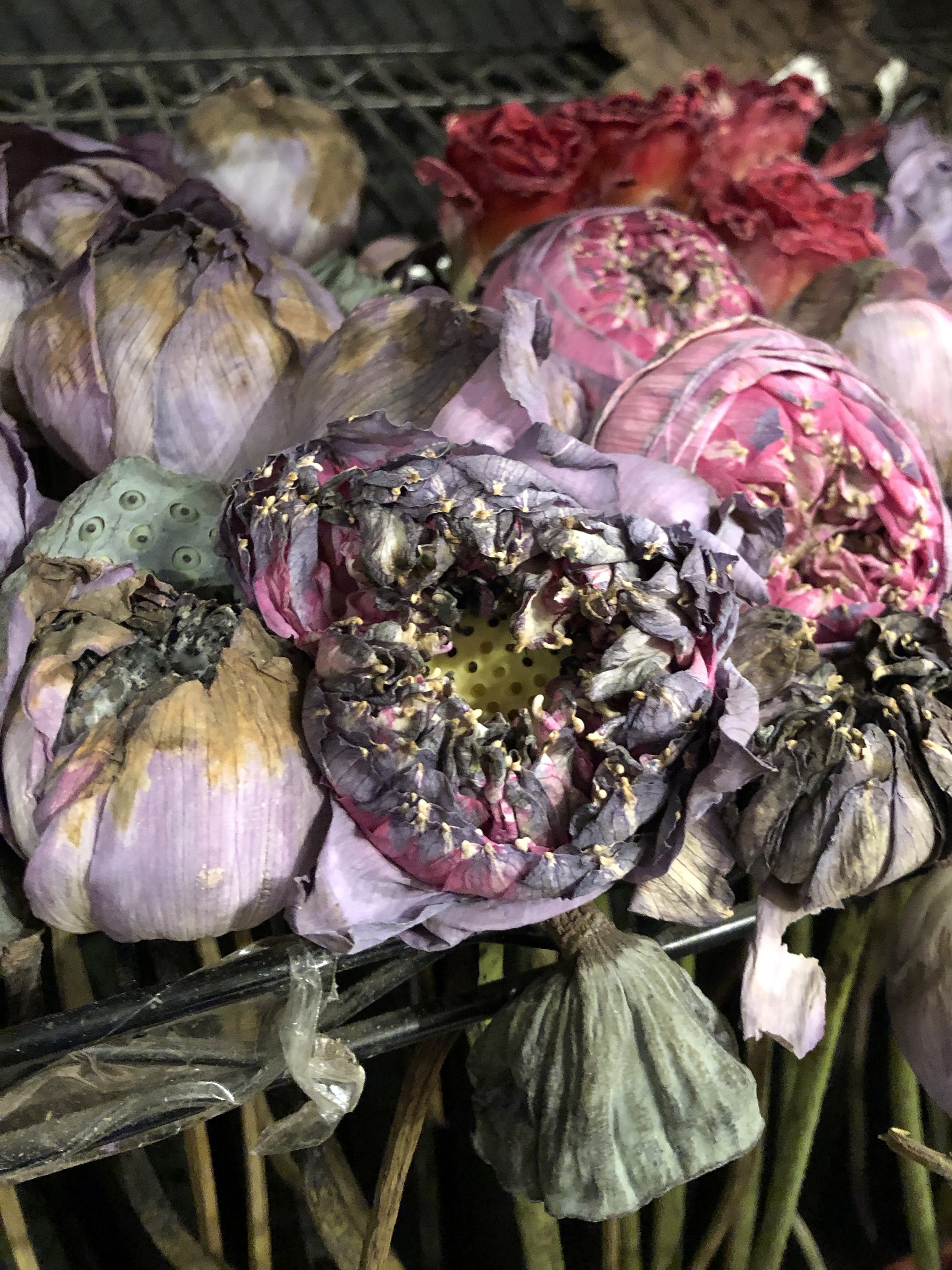 Drying Lotus Flowers