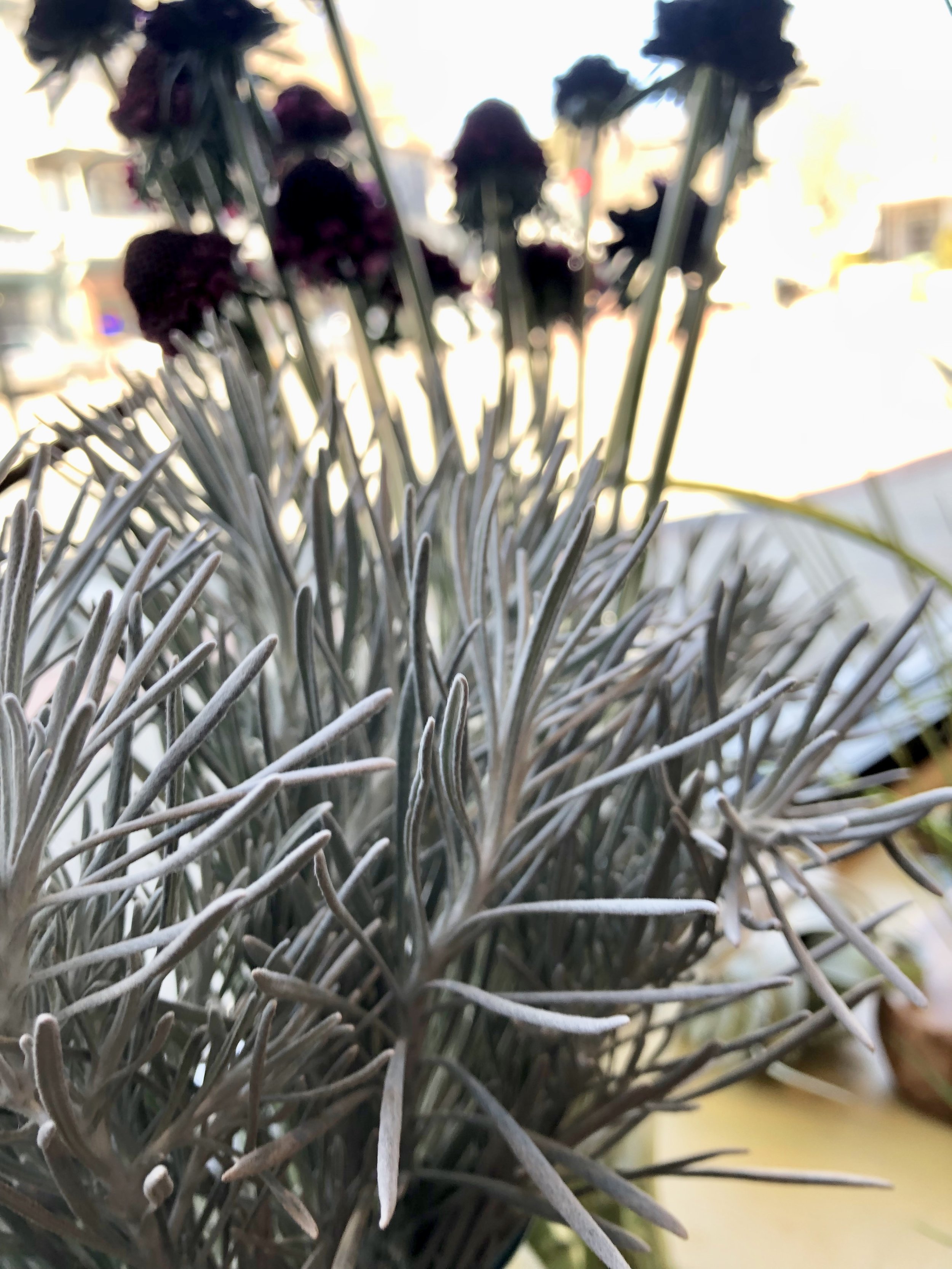 Variety of Dusty Miller 🖤