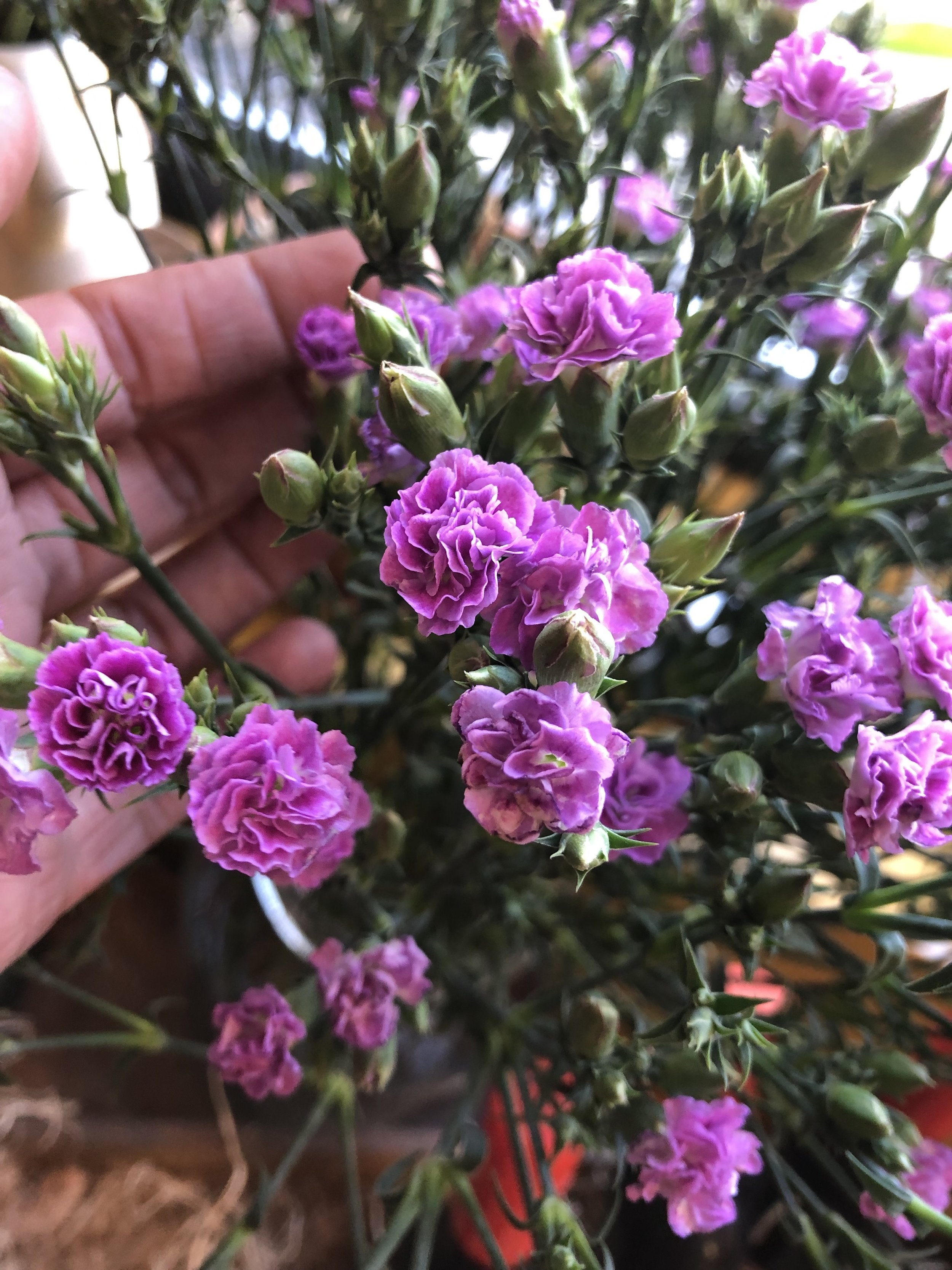 Mini-carnations