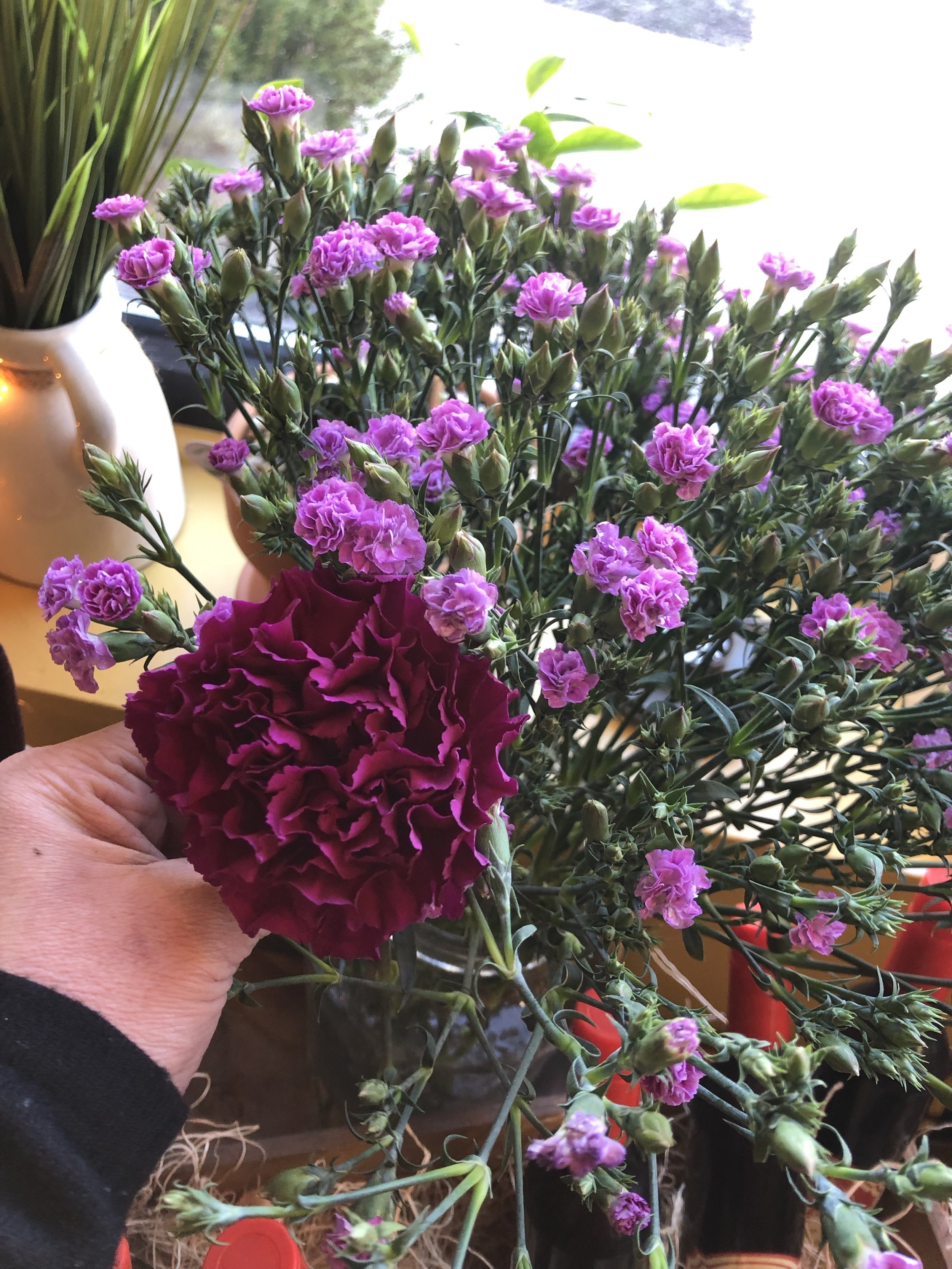 Regular Carnation for size