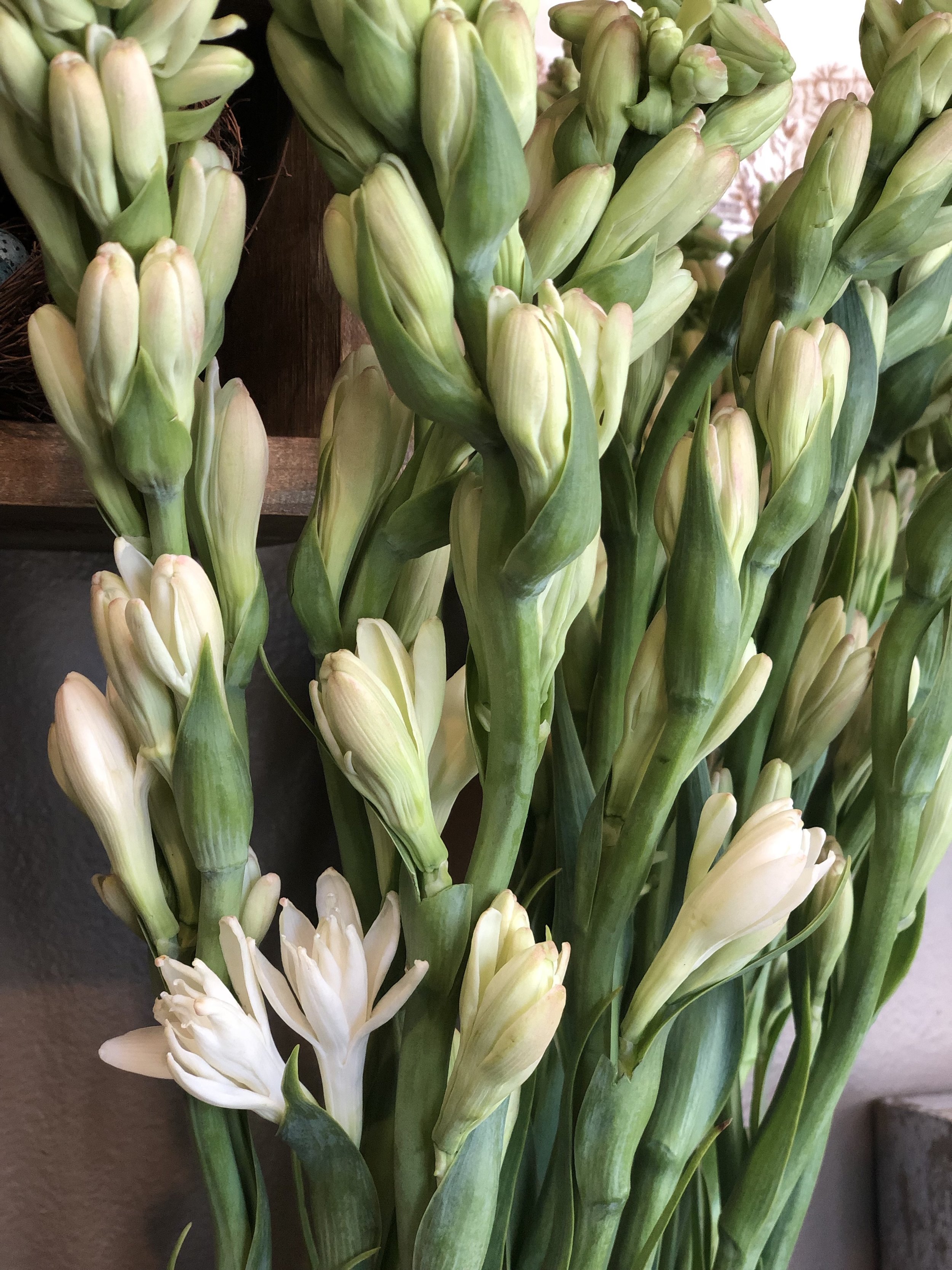 Tuberose Blossoms