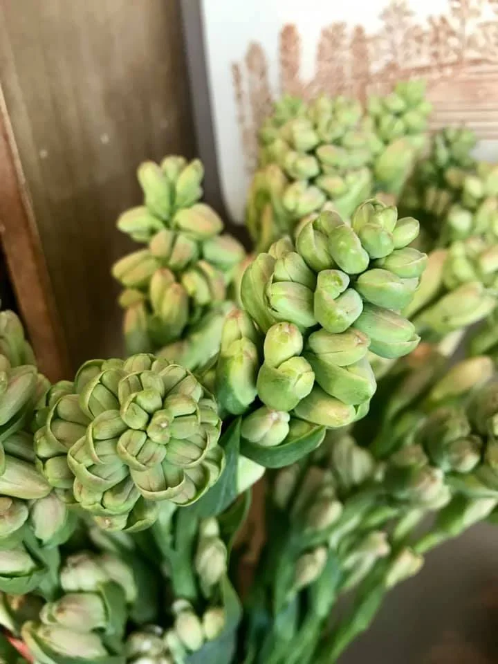 Tuberose.jpg