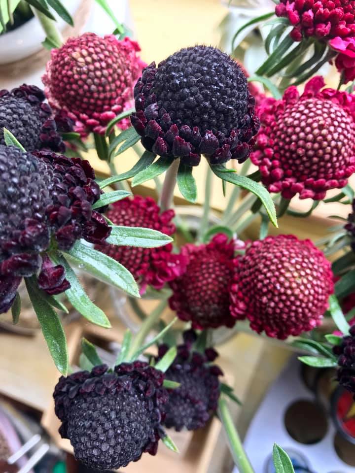scabiosa.jpg