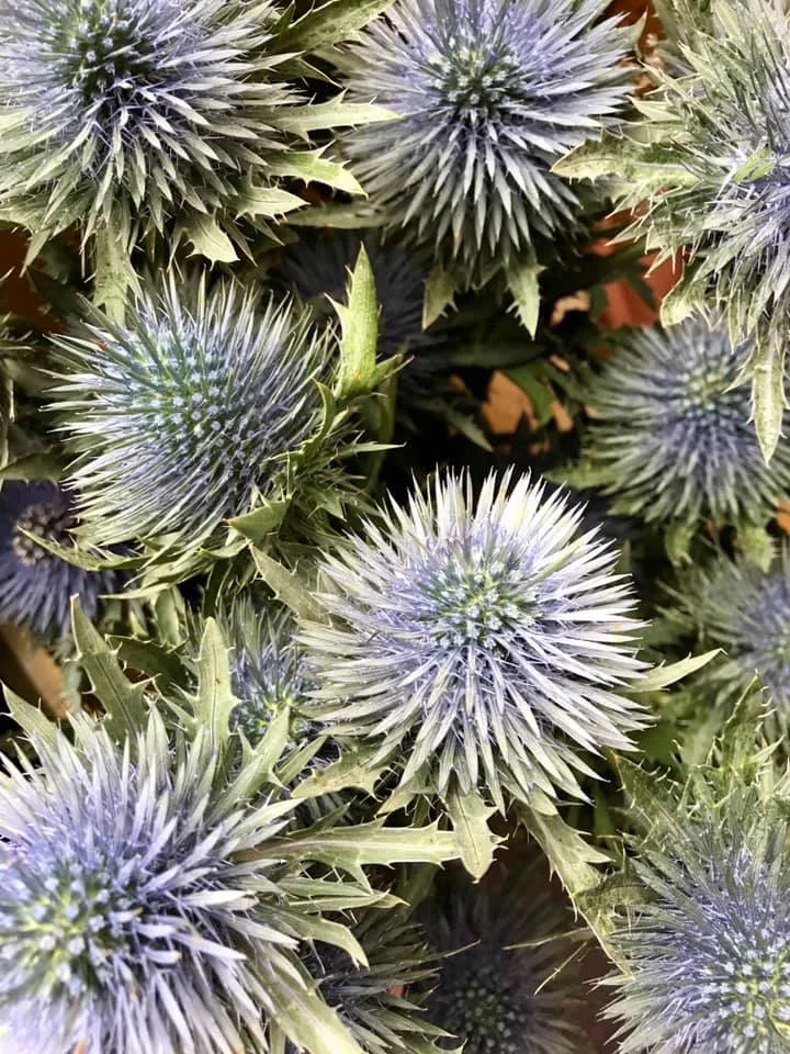 giant thistle.jpg