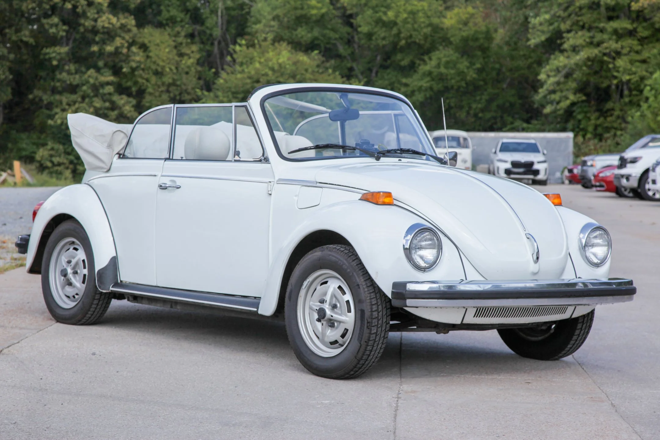 beetle.jpg