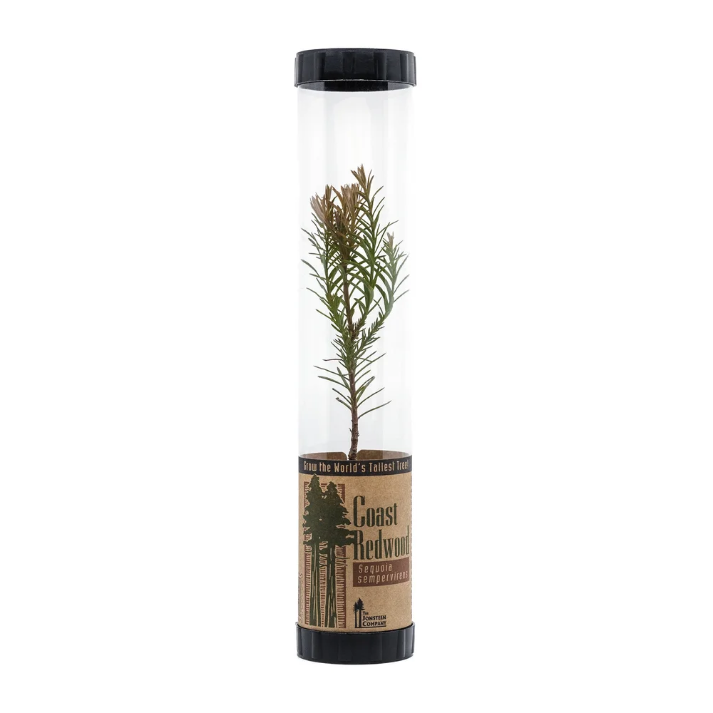 Dawn Redwood | Medium Tree Seedling | The Jonsteen Company