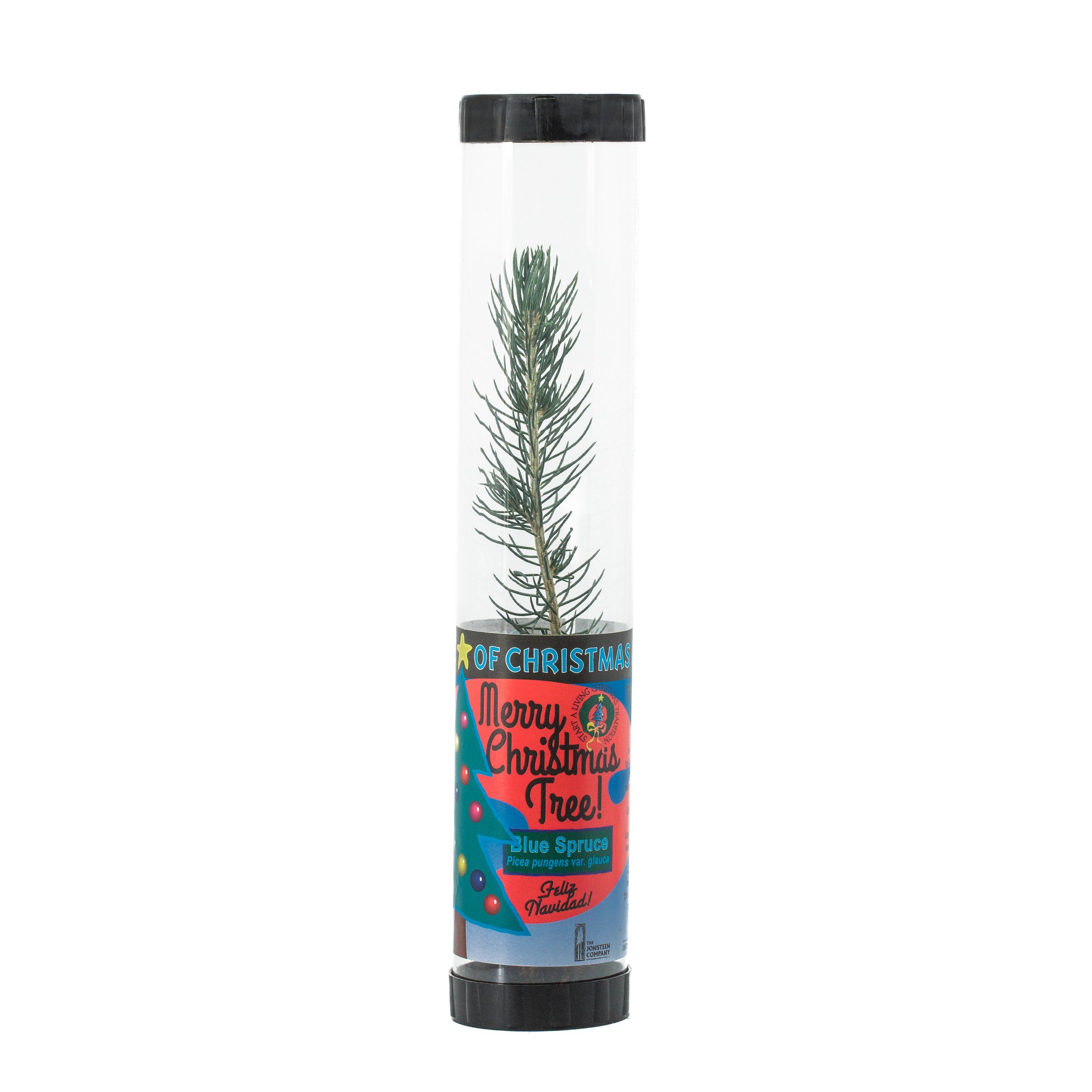 Living Christmas Tree | Blue Spruce | Packaged Live Tree