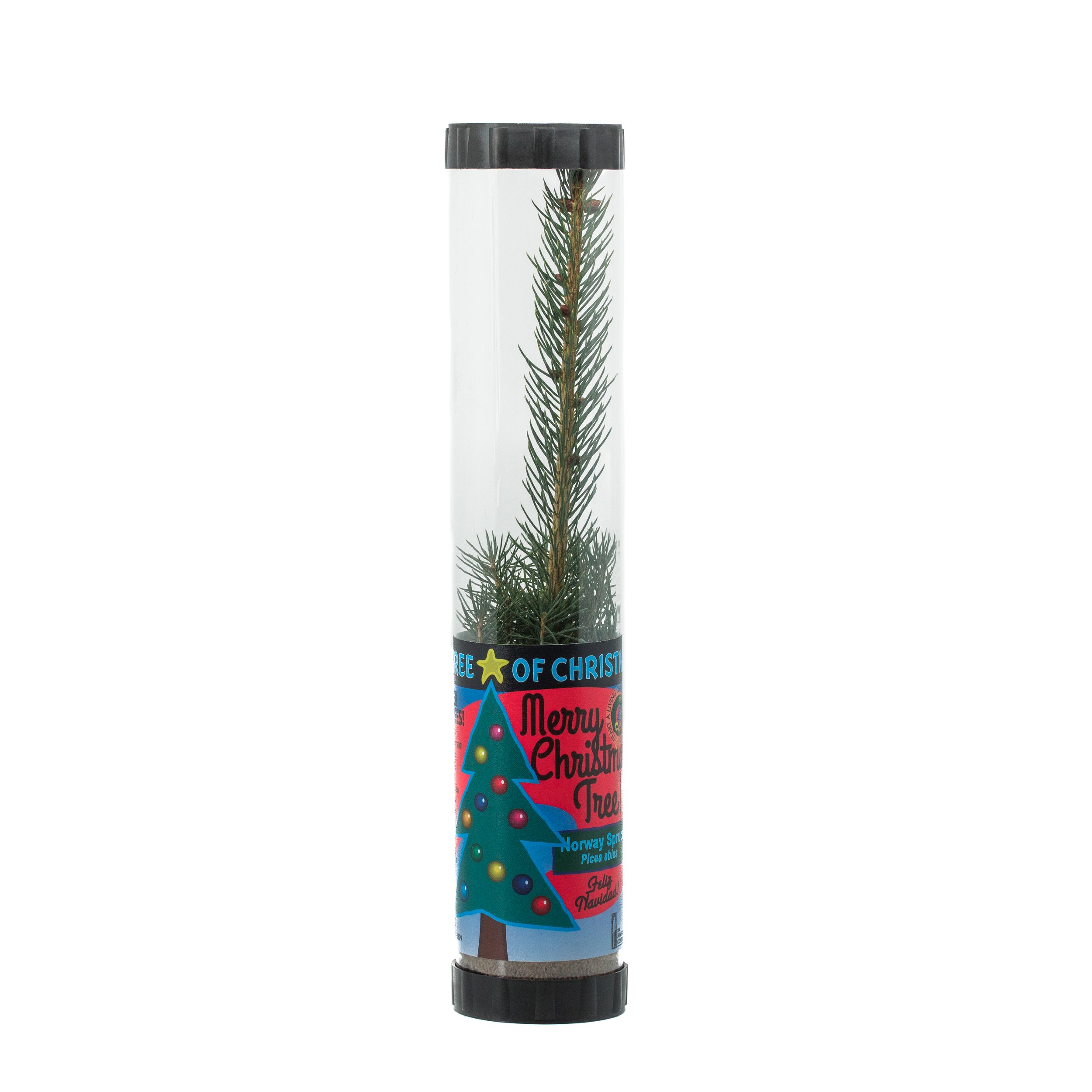 Living Christmas Tree | Norway Spruce | Packaged Live Tree