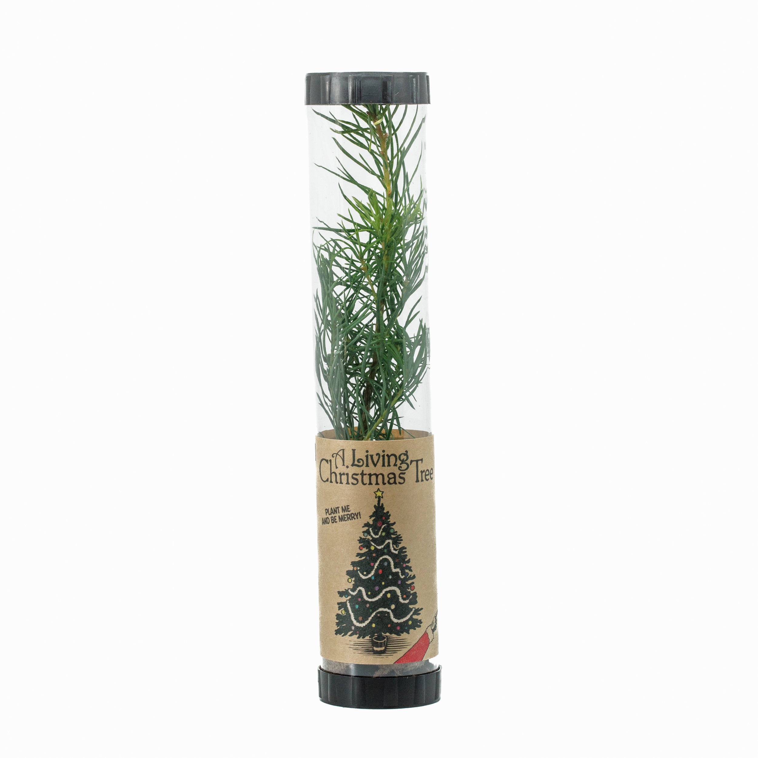 Living Christmas Tree | Douglas-fir | The Jonsteen Company