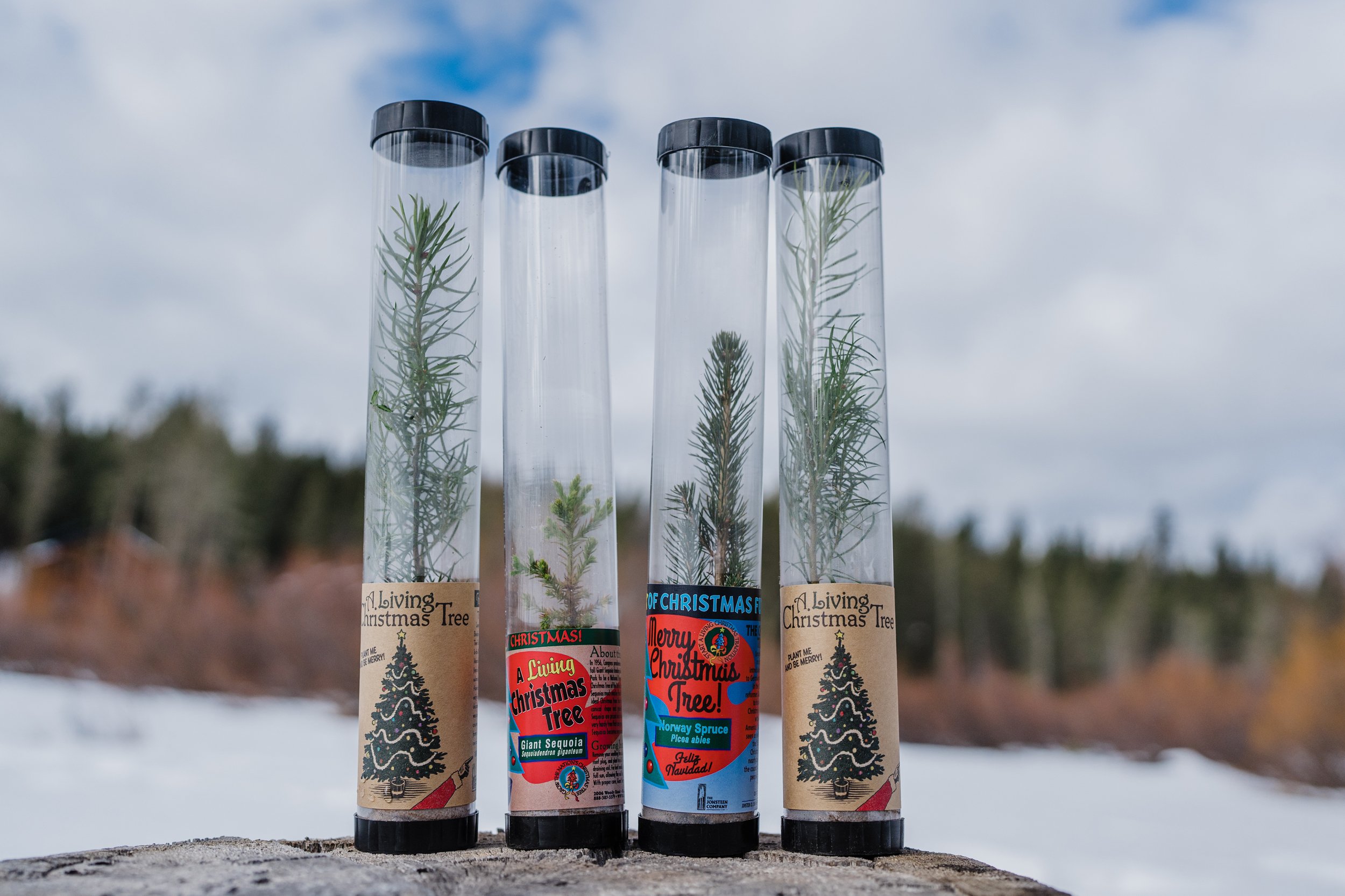 Packaged Live Christmas Trees | The Jonsteen Company