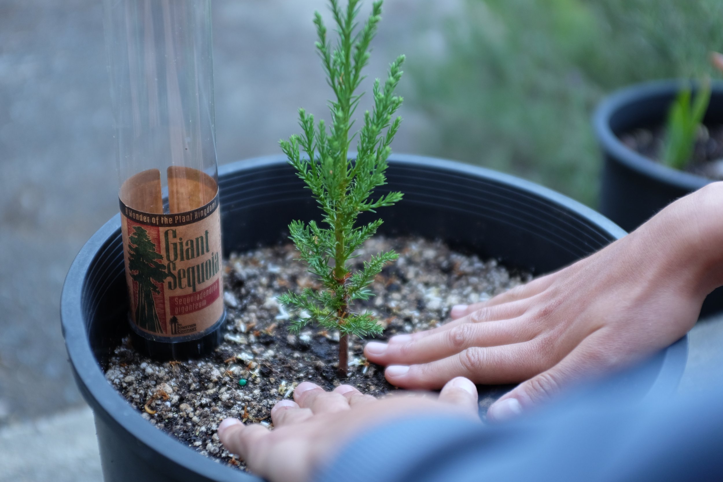 Giant Sequoia | Packaged Live Tree