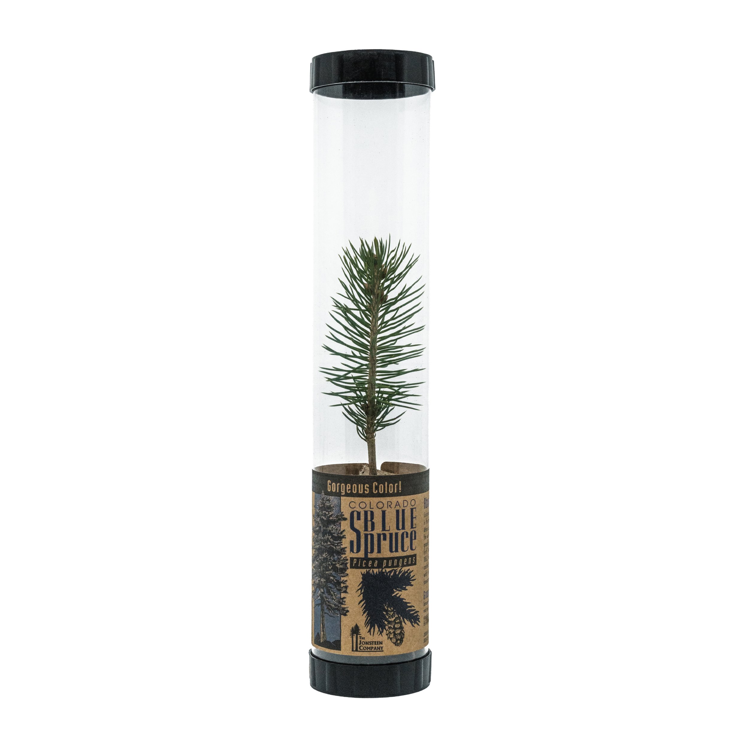 Blue Spruce | Packaged Live Tree