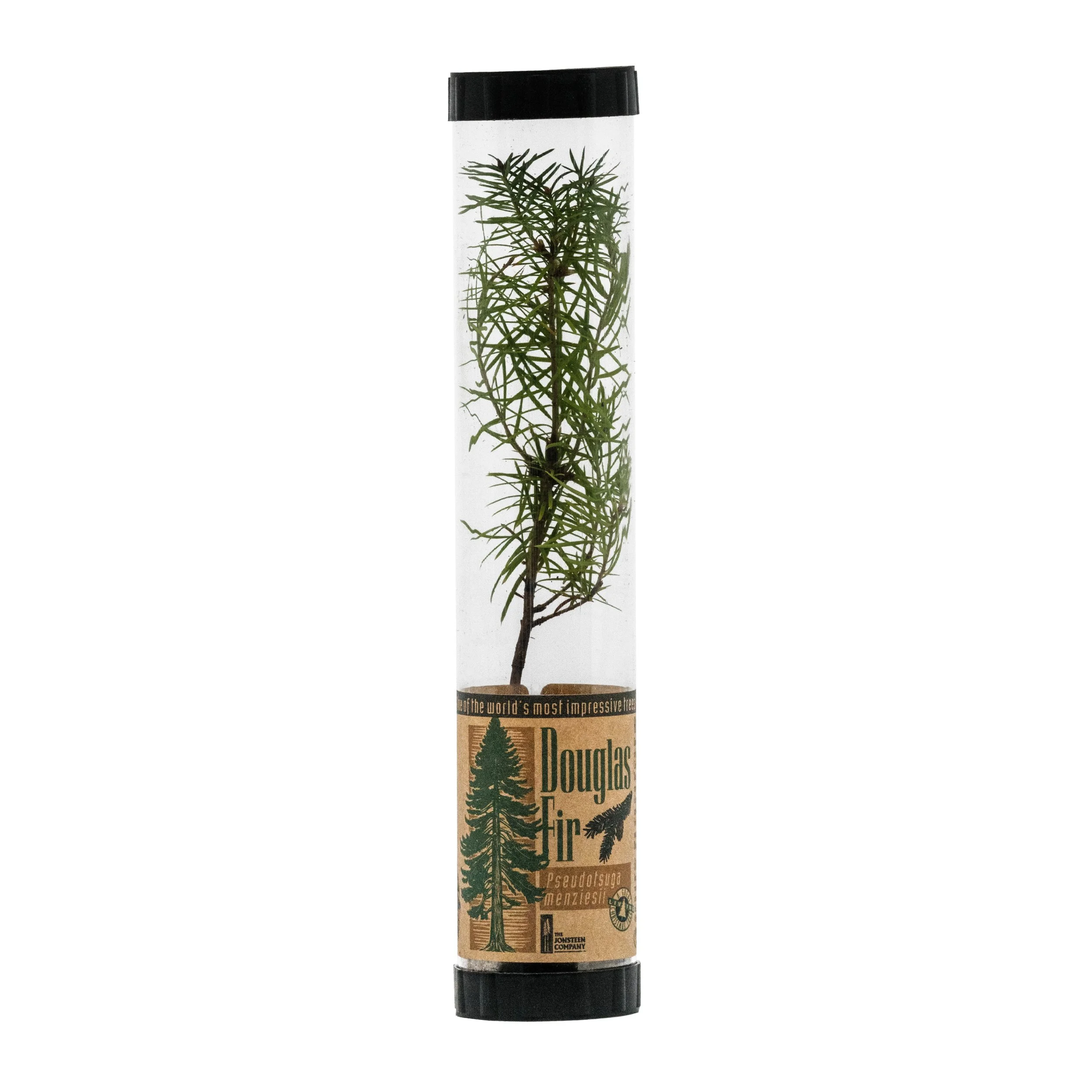 Douglas-fir-PCT.jpg