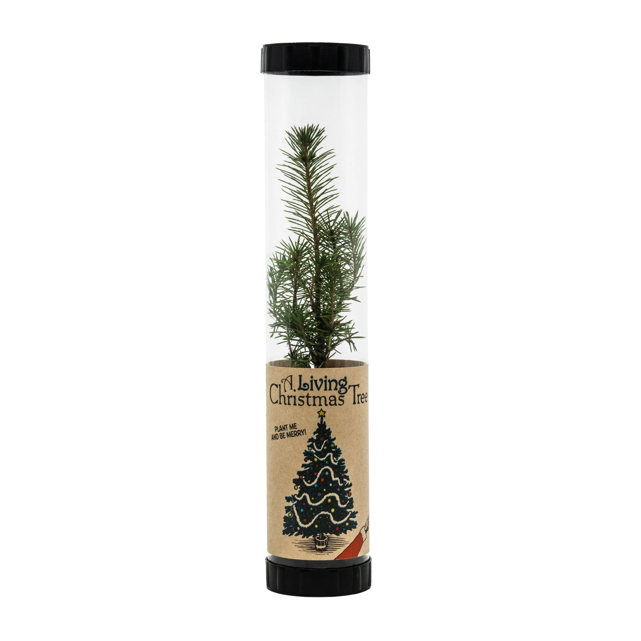 XMAS-PCT-Serbian-Spruce.jpg