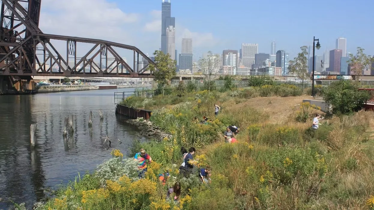 Shedd Action Days at Ping Tom Park (July 13)