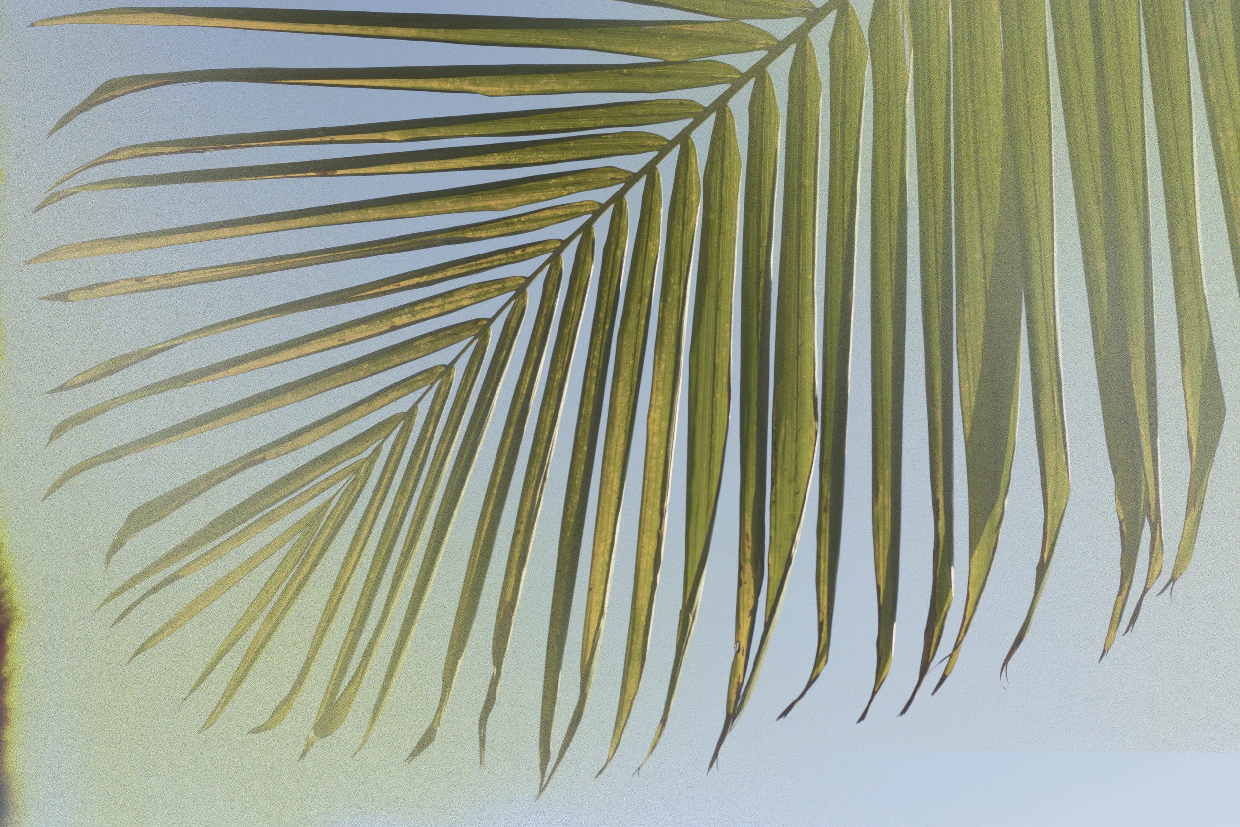 palm.jpg