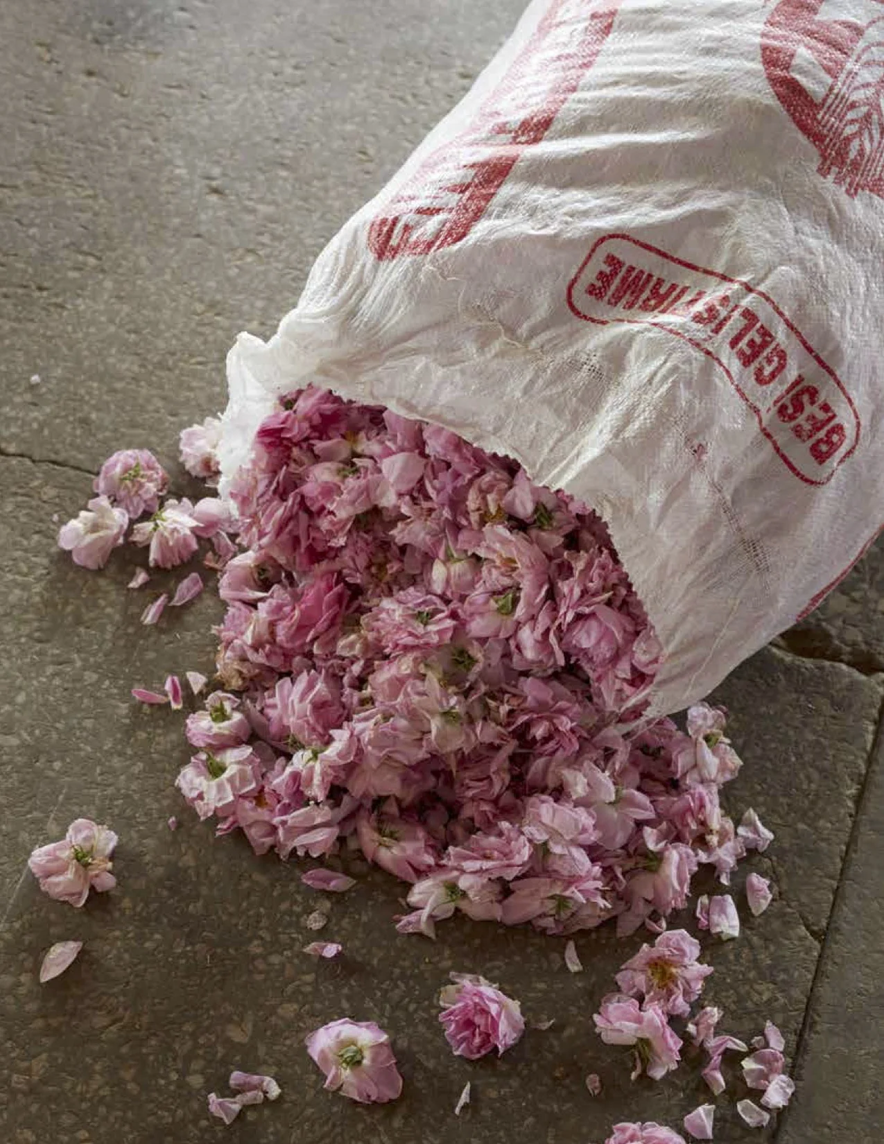 Rose_GlobalPressImages2.jpg