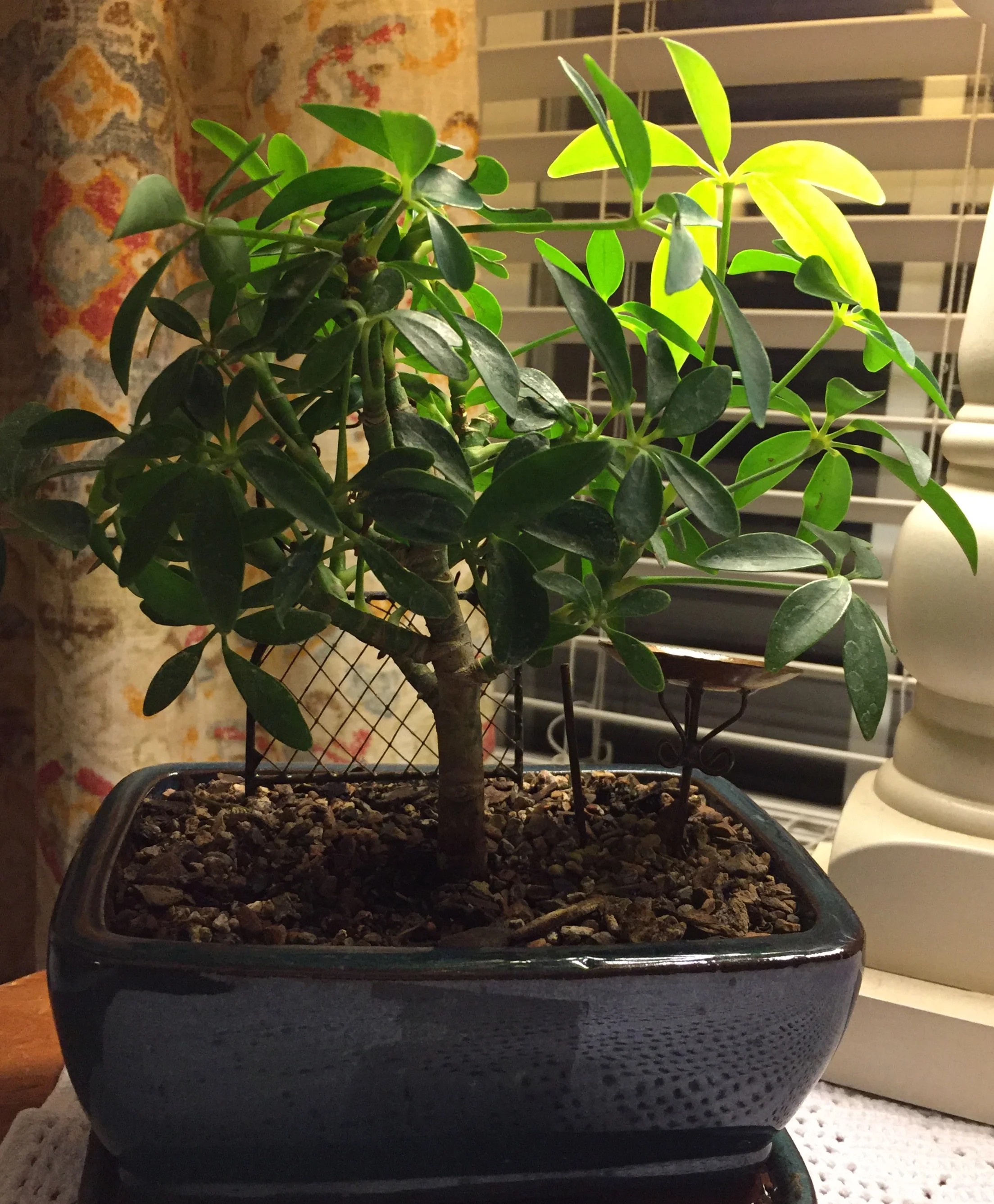 Bonsai and Parkinson’s