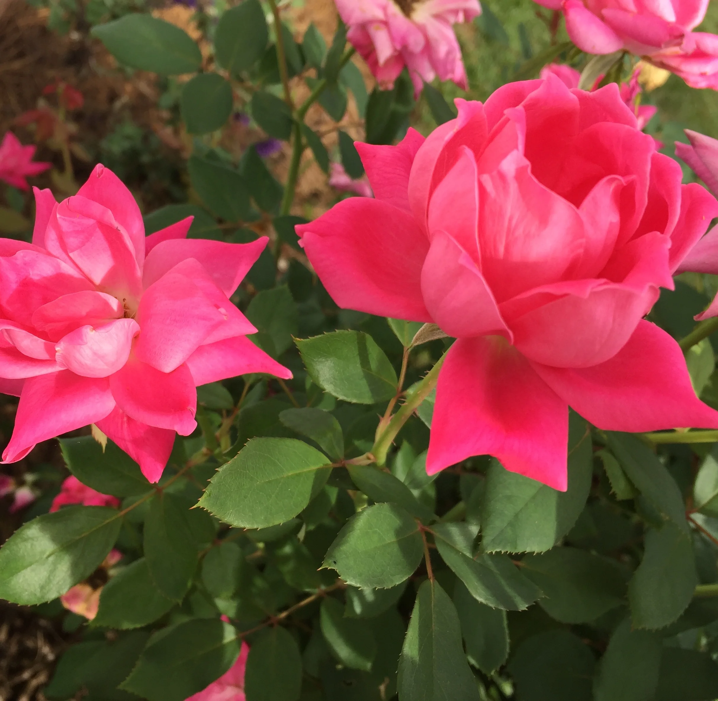 Freezing and Parkinson's