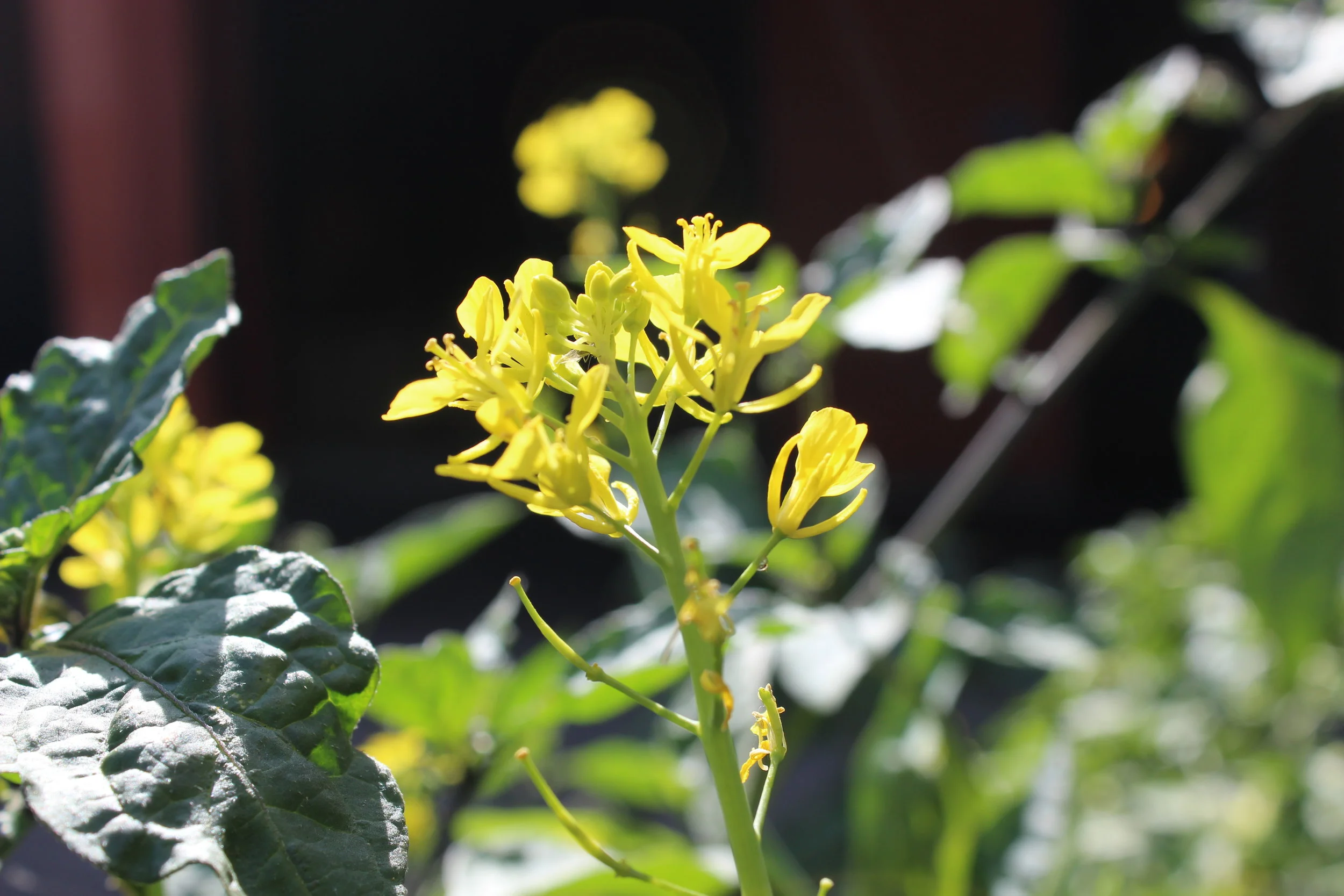 IMG_0828.JPG