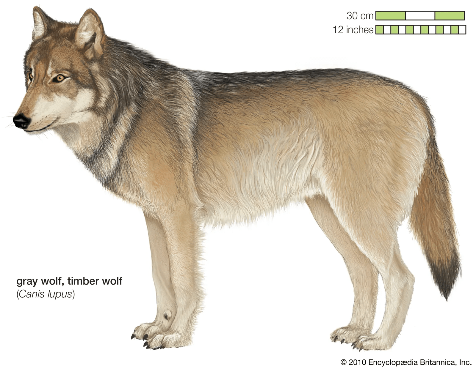 Gray-timber-wolf.png