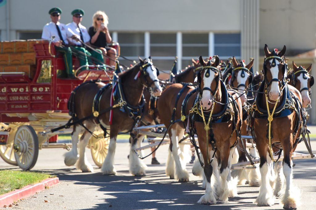 Horses-HR-1-2-1024x683.jpg