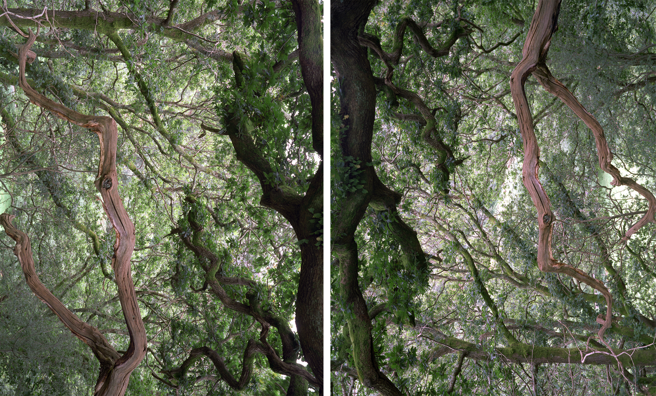 ONCE IN A GREAT WHILE (diptych) / 2013