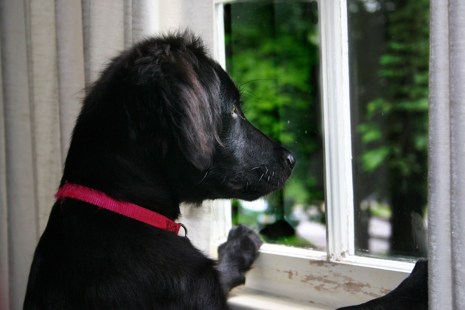 Собака закрывает дверь. Собака в окне. Собака в ожидании. Собака с часами картинка. Часовой с собакой.