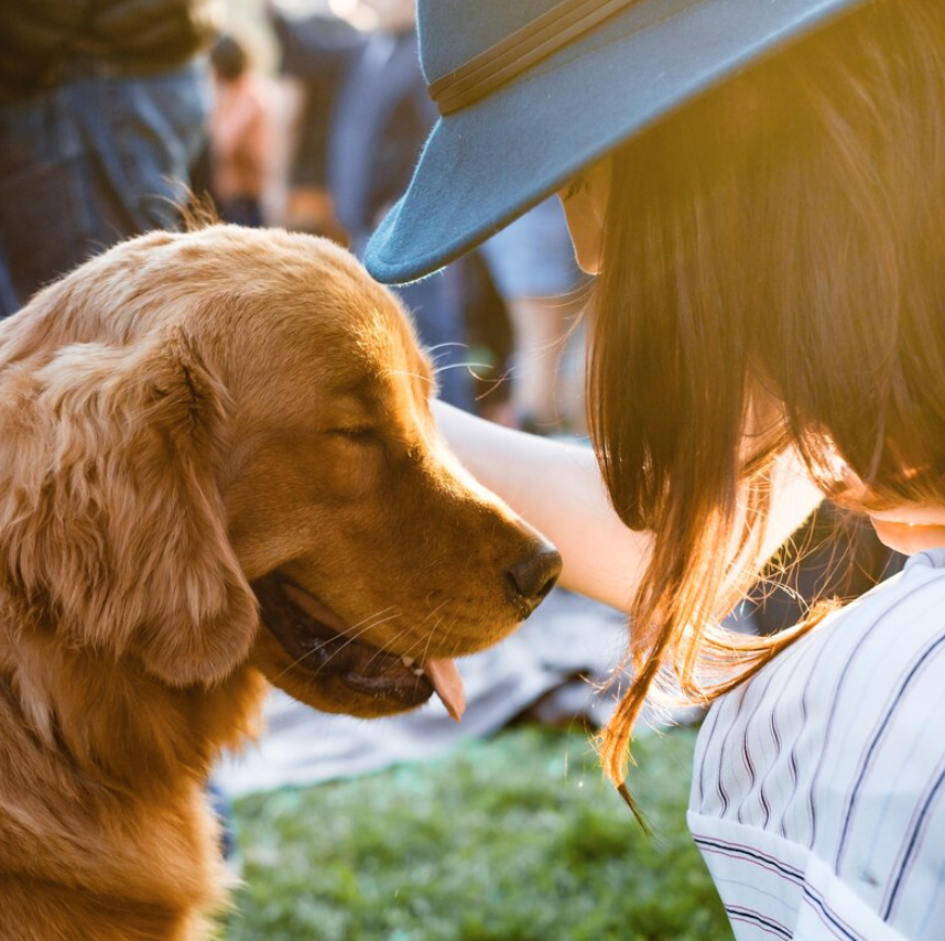 Dog Walking in Canton Baltimore: A Local Guide for Busy Dog Owners