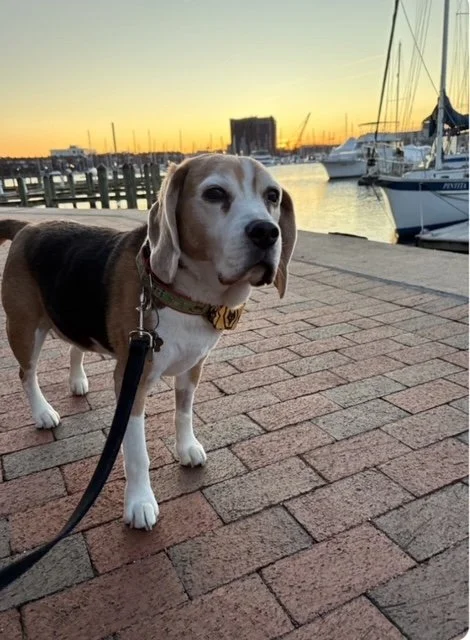 Dog Walking in Fells Point Baltimore: A Local Guide for Busy Dog Owners