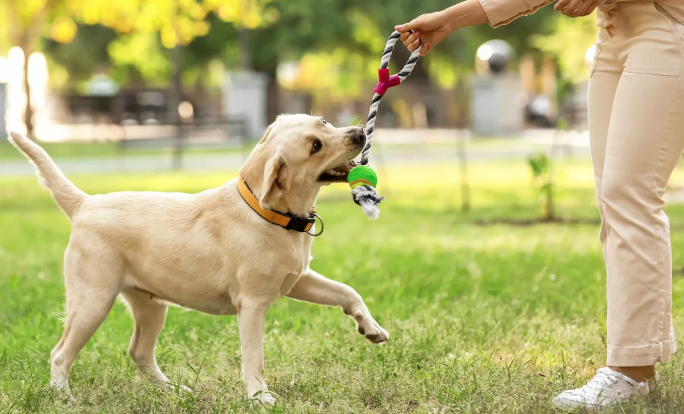 A Dog Owner’s Guide to Roland Park