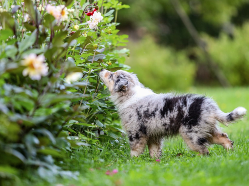 Dog-Safe Plants &amp; Flowers for Your Baltimore Home and Garden