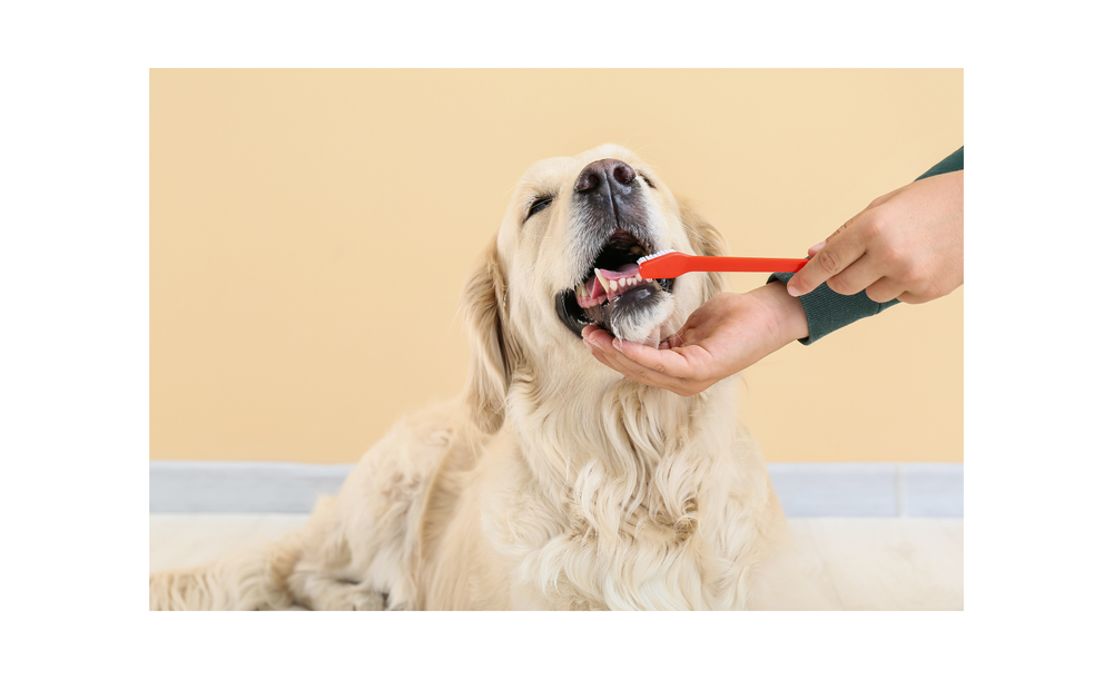 Can You Pull A Dogs Teeth Without Anesthesia