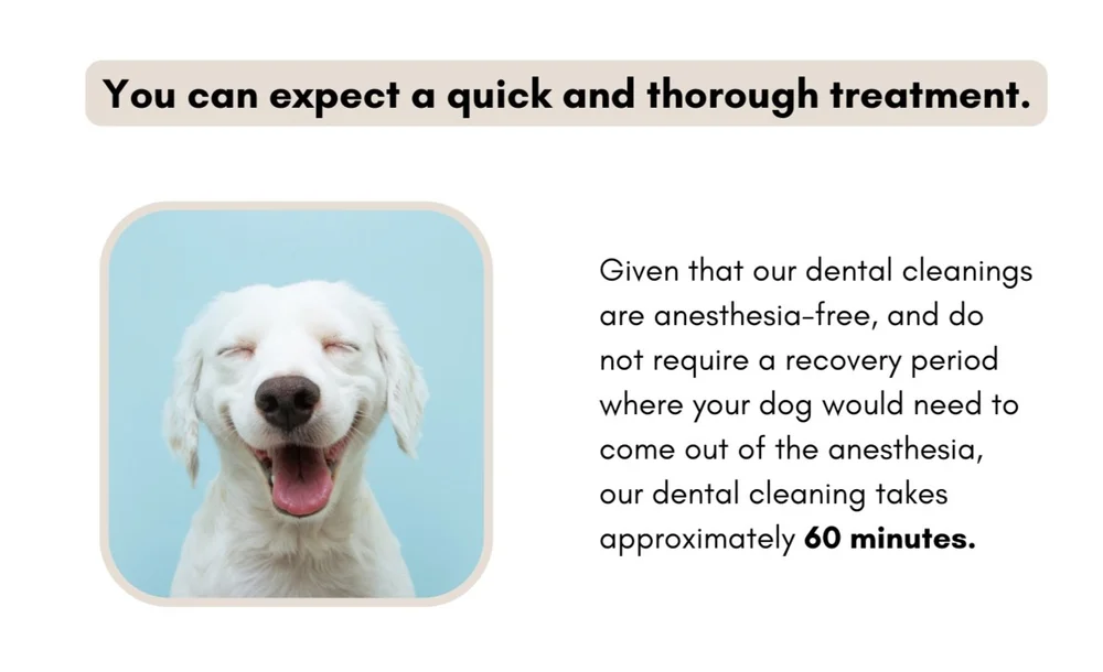 Can You Pull A Dogs Teeth Without Anesthesia