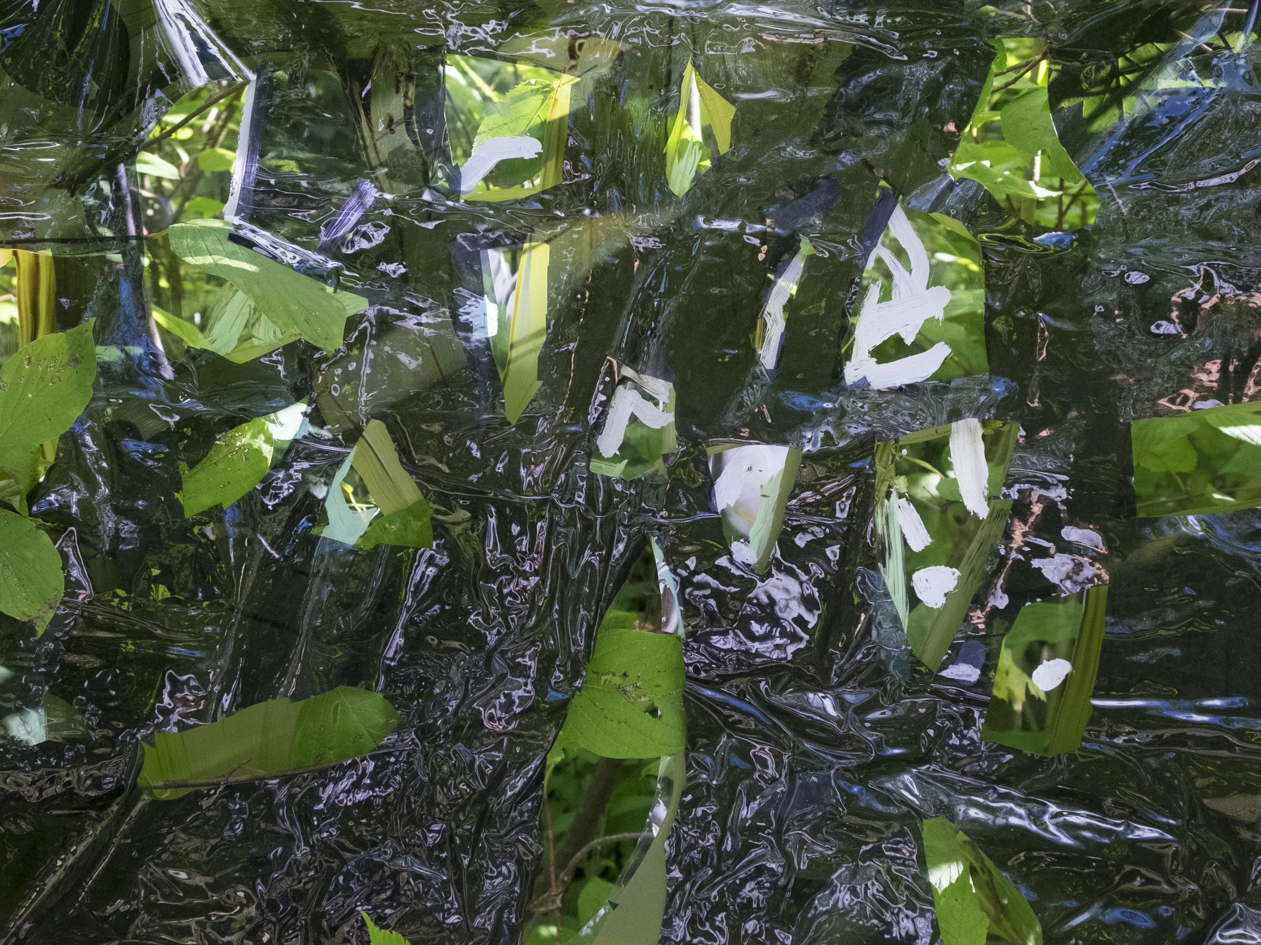 09.08.16 Tofte Lake (Leaves)